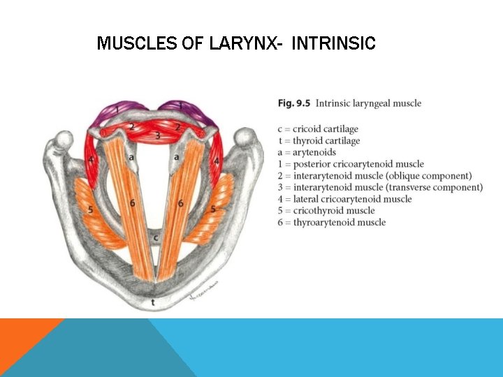 MUSCLES OF LARYNX- INTRINSIC 
