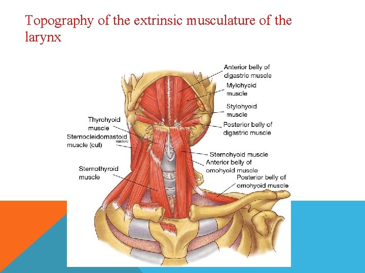 Topography of the extrinsic musculature of the larynx 