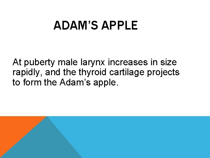 ADAM’S APPLE At puberty male larynx increases in size rapidly, and the thyroid cartilage
