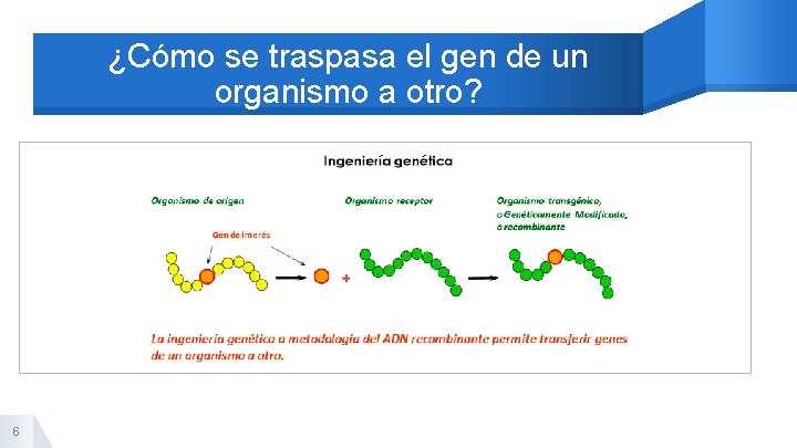 ¿Cómo se traspasa el gen de un organismo a otro? 6 