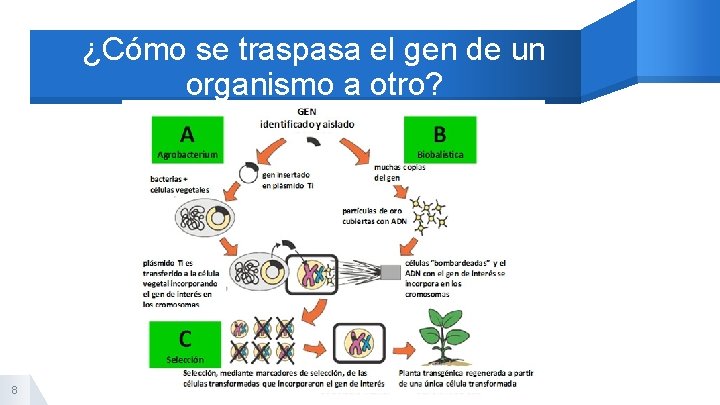 ¿Cómo se traspasa el gen de un organismo a otro? 8 