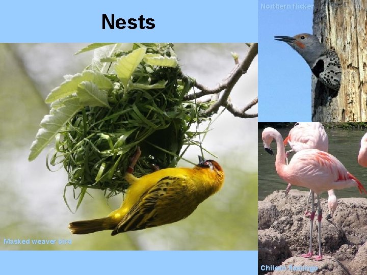 Nests Northern flicker Masked weaver bird Chilean flamingo 