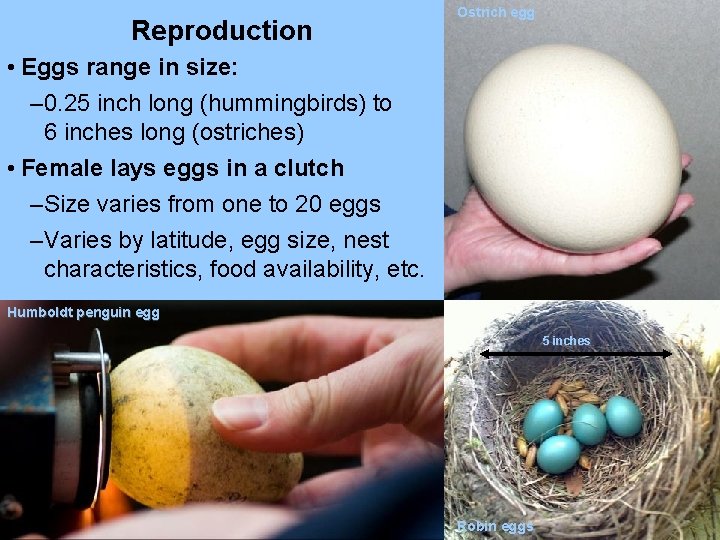 Reproduction Ostrich egg • Eggs range in size: – 0. 25 inch long (hummingbirds)