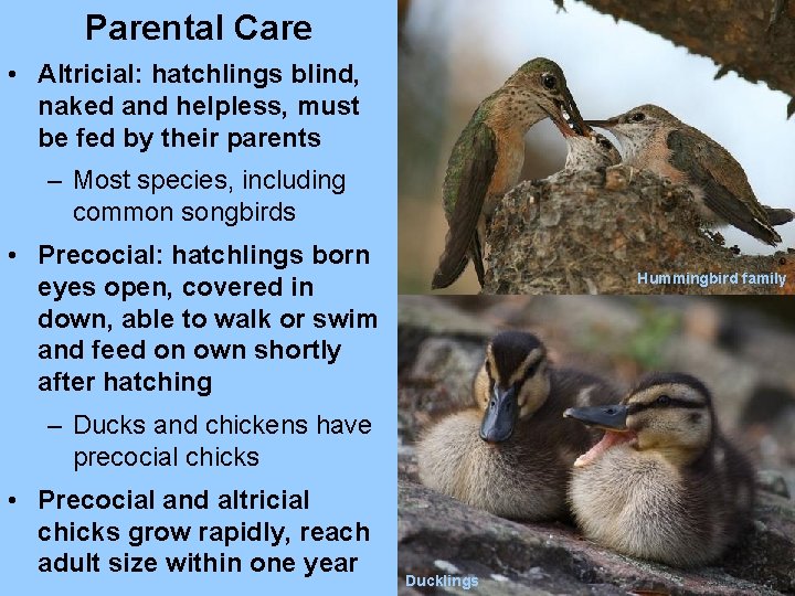 Parental Care • Altricial: hatchlings blind, naked and helpless, must be fed by their