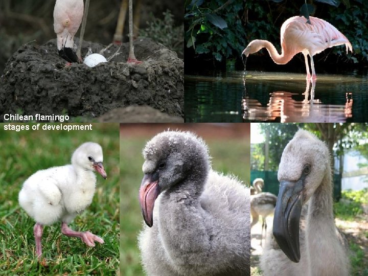 Chilean flamingo stages of development 