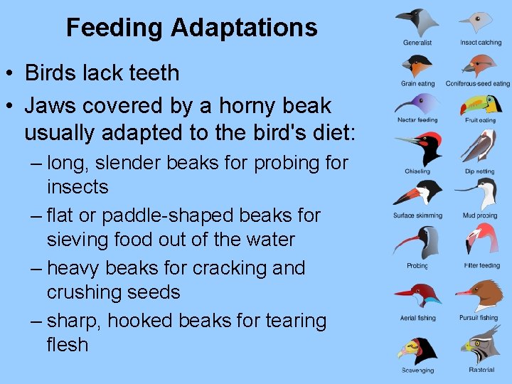 Feeding Adaptations • Birds lack teeth • Jaws covered by a horny beak usually
