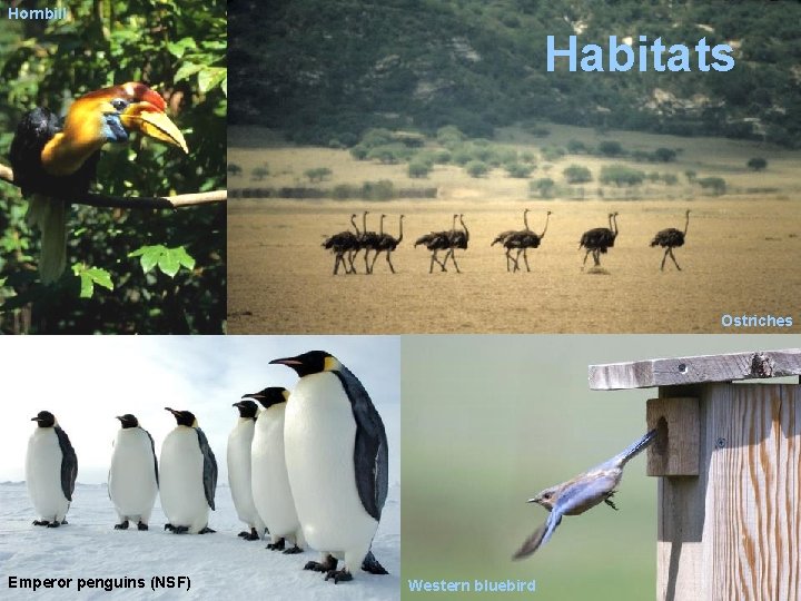 Hornbill Habitats Ostriches Emperor penguins (NSF) Western bluebird 
