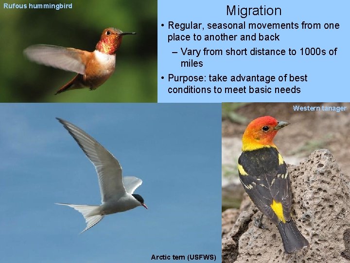 Rufous hummingbird Migration • Regular, seasonal movements from one place to another and back