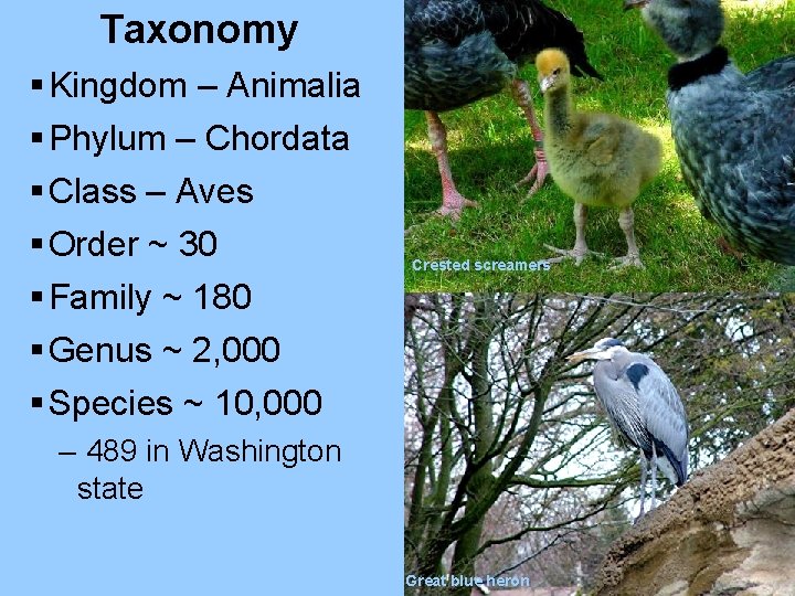 Taxonomy § Kingdom – Animalia § Phylum – Chordata § Class – Aves §