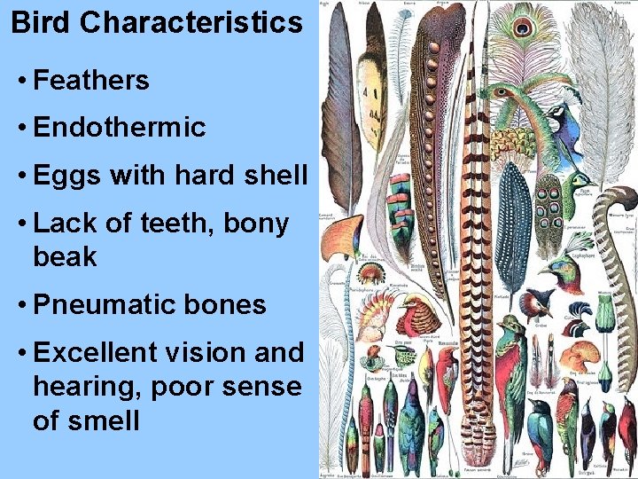 Bird Characteristics • Feathers • Endothermic • Eggs with hard shell • Lack of