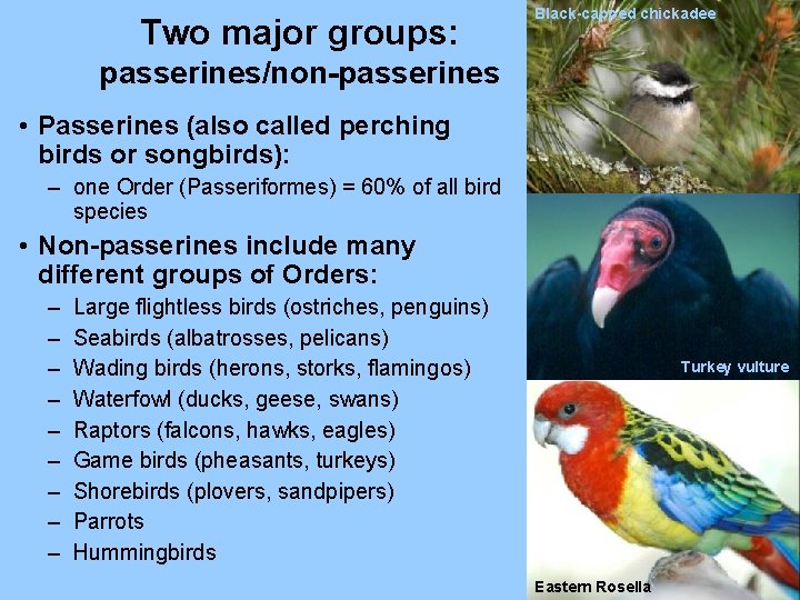 Two major groups: Black-capped chickadee passerines/non-passerines • Passerines (also called perching birds or songbirds):