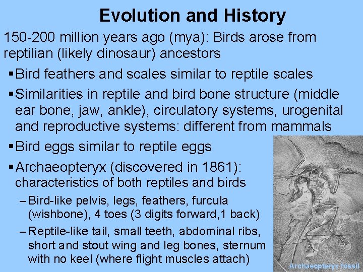 Evolution and History 150 -200 million years ago (mya): Birds arose from reptilian (likely