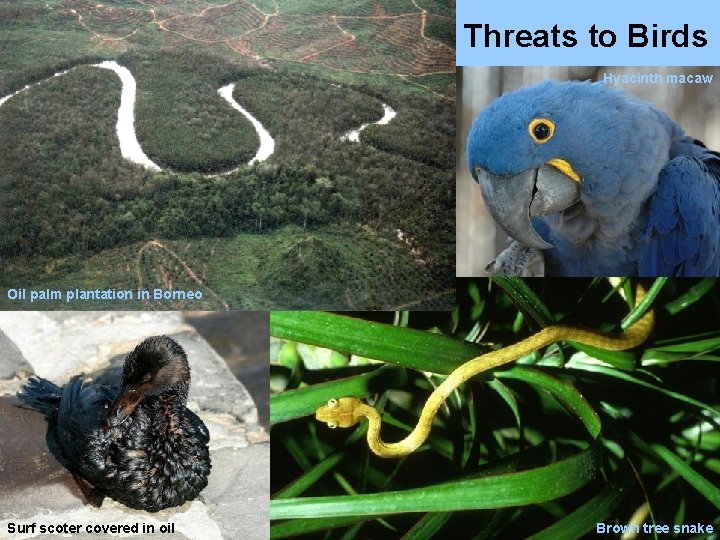 Threats to Birds Hyacinth macaw Oil palm plantation in Borneo Surf scoter covered in