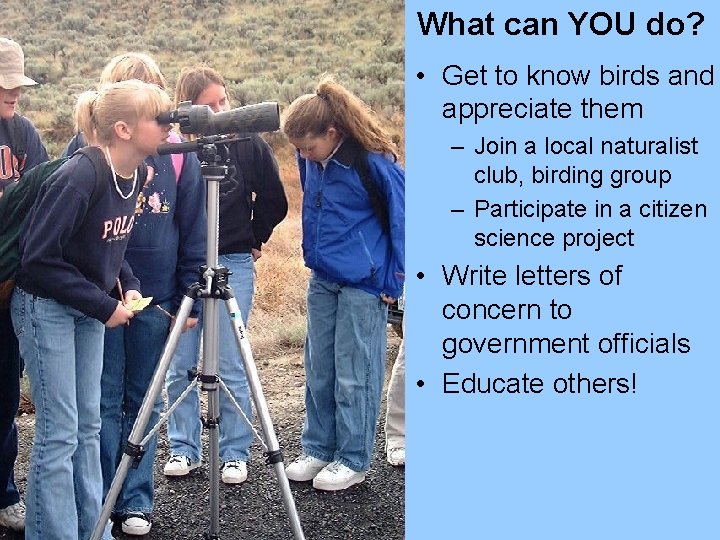 What can YOU do? • Get to know birds and appreciate them – Join