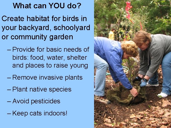 What can YOU do? Create habitat for birds in your backyard, schoolyard or community