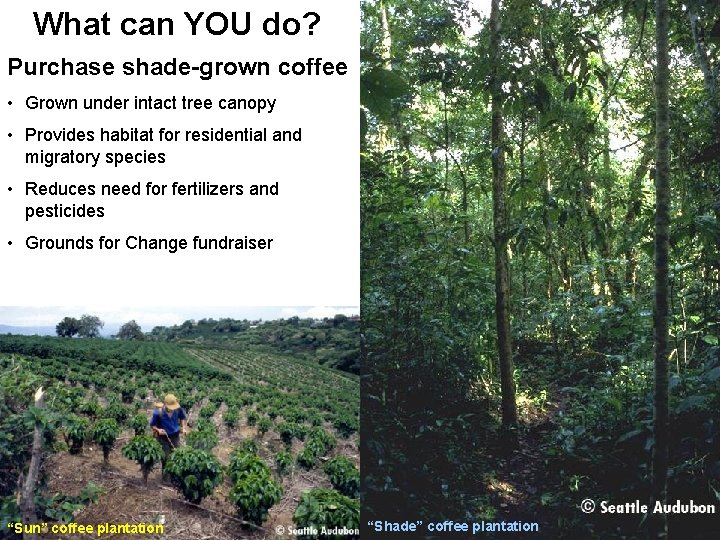 What can YOU do? Purchase shade-grown coffee • Grown under intact tree canopy •