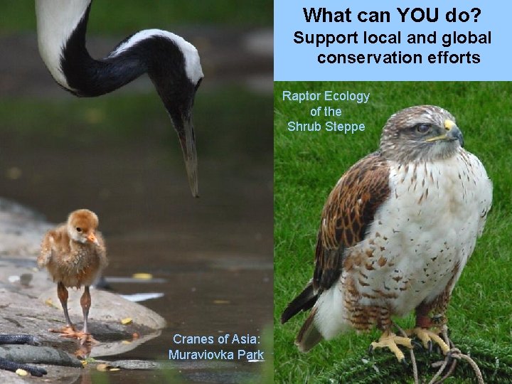 What can YOU do? Support local and global conservation efforts Raptor Ecology of the