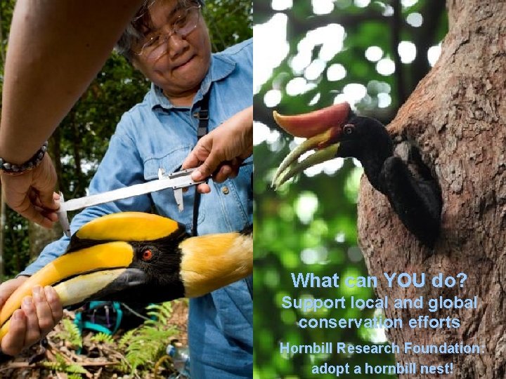 What can YOU do? Support local and global conservation efforts Hornbill Research Foundation: adopt
