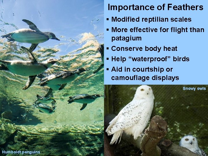 Importance of Feathers § Modified reptilian scales § More effective for flight than patagium