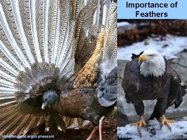 Importance of Feathers Malayan great argus pheasant Bald eagle 