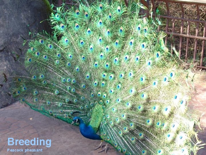 Breeding Peacock pheasant 