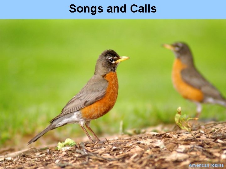 Songs and Calls American robins 