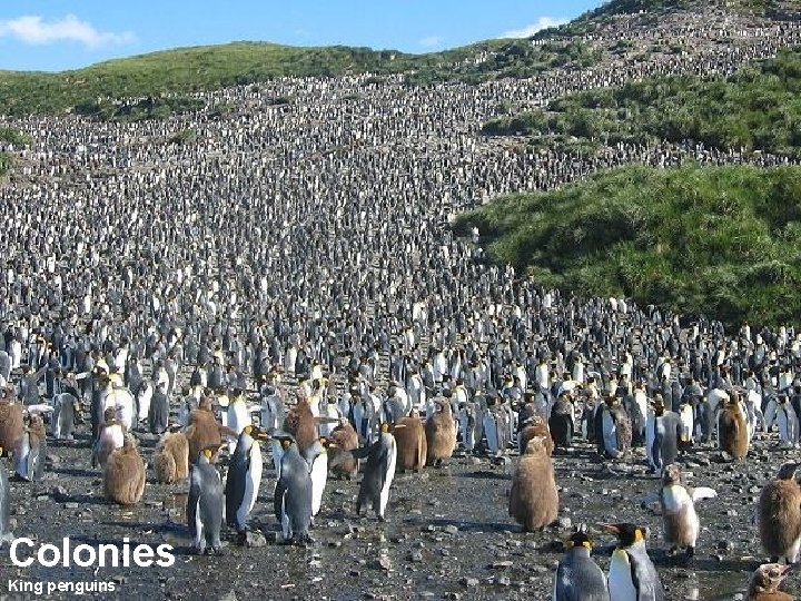 Colonies King penguins 