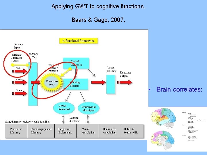 Applying GWT to cognitive functions. Baars & Gage, 2007. • Brain correlates: 