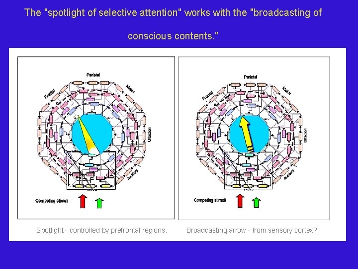 The "spotlight of selective attention" works with the "broadcasting of conscious contents. " Spotlight