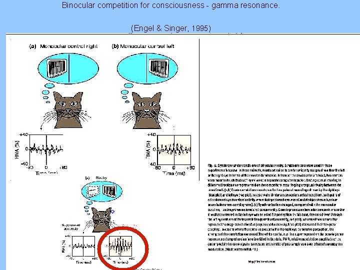 Binocular competition for consciousness - gamma resonance. (Engel & Singer, 1995) 