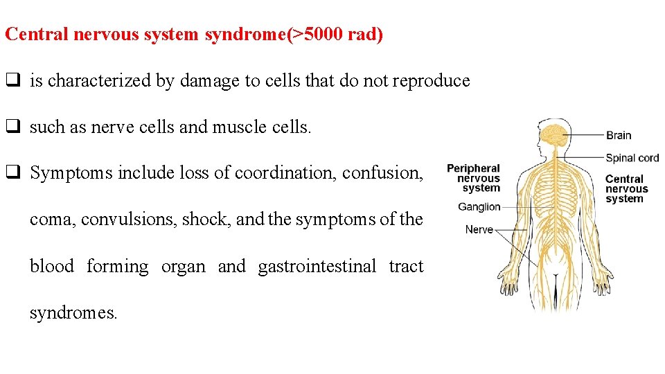 Central nervous system syndrome(>5000 rad) q is characterized by damage to cells that do