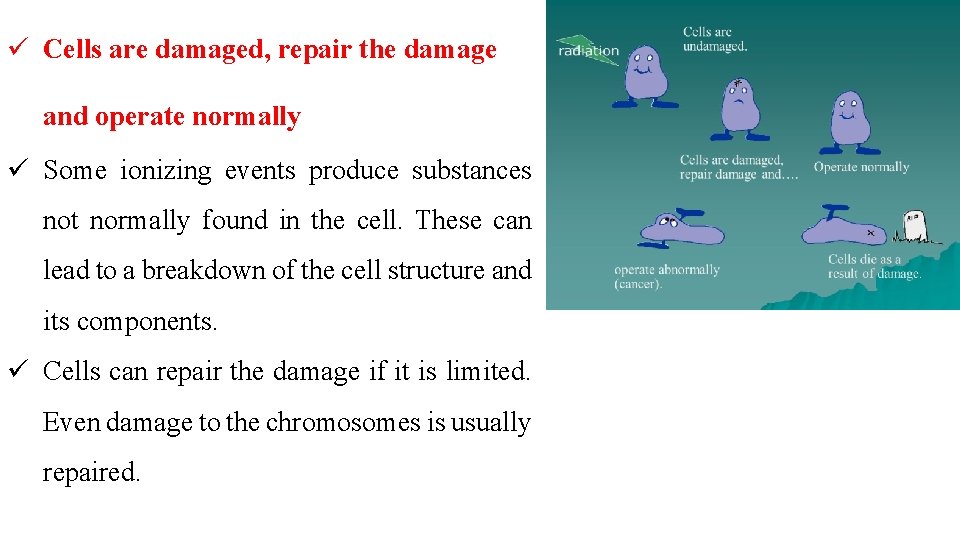 ü Cells are damaged, repair the damage and operate normally ü Some ionizing events