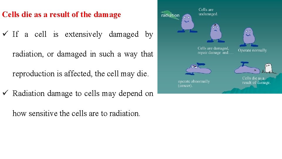 Cells die as a result of the damage ü If a cell is extensively