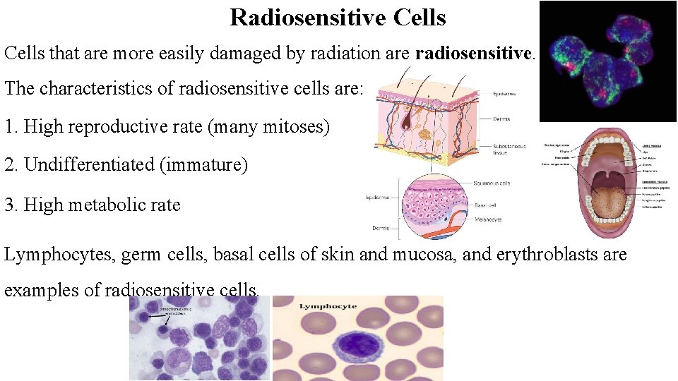 Radiosensitive Cells that are more easily damaged by radiation are radiosensitive. The characteristics of