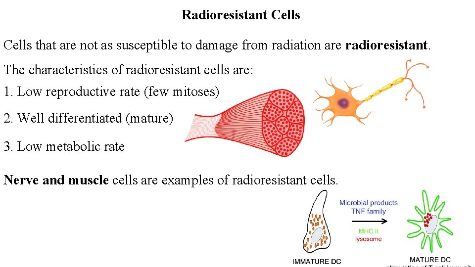 Radioresistant Cells that are not as susceptible to damage from radiation are radioresistant. The