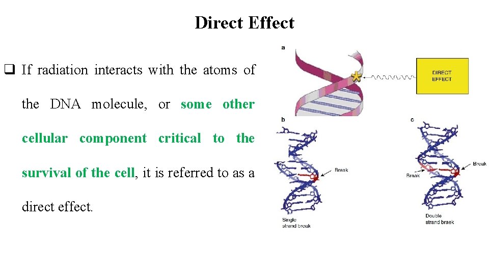 Direct Effect q If radiation interacts with the atoms of the DNA molecule, or