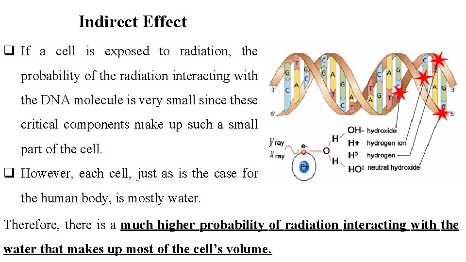 Indirect Effect q If a cell is exposed to radiation, the probability of the