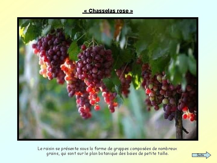  « Chasselas rose » Le raisin se présente sous la forme de grappes