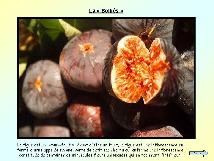 La « Solliès » La figue est un » faux-fruit » . Avant d'être