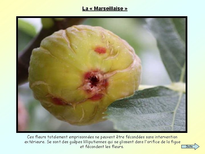 La « Marseillaise » Ces fleurs totalement emprisonnées ne peuvent être fécondées sans intervention