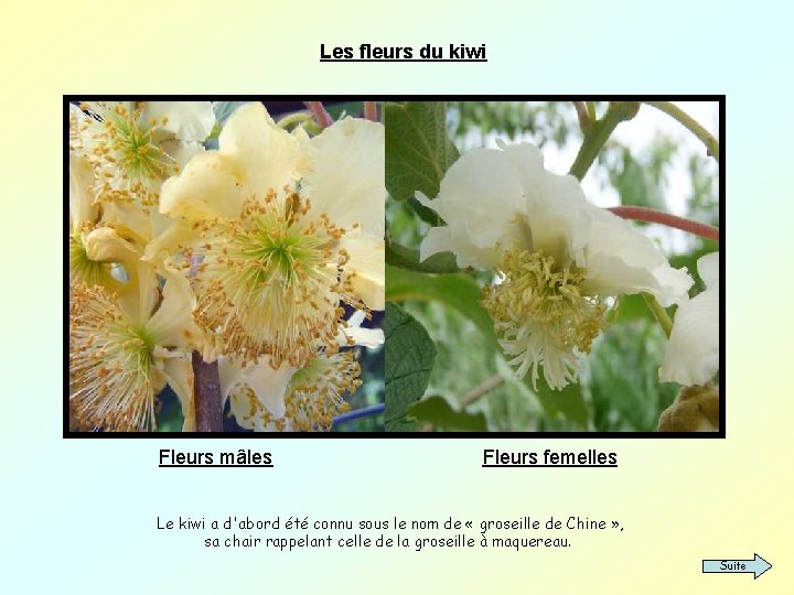 Les fleurs du kiwi Fleurs mâles Fleurs femelles Le kiwi a d'abord été connu