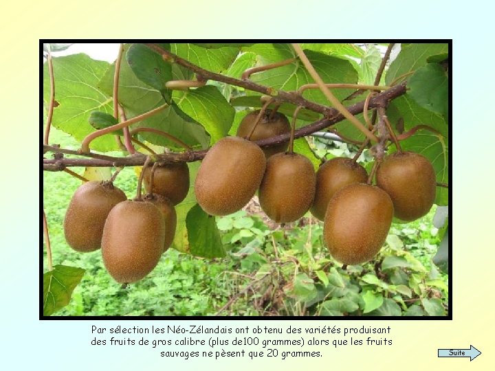 Par sélection les Néo-Zélandais ont obtenu des variétés produisant des fruits de gros calibre