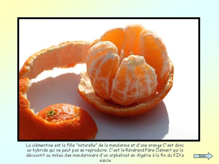 La clémentine est la fille "naturelle" de la mandarine et d'une orange C'est donc