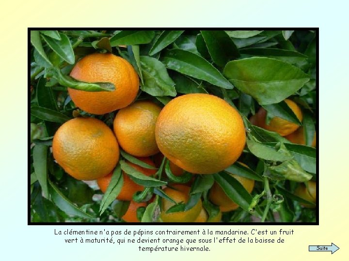 La clémentine n'a pas de pépins contrairement à la mandarine. C'est un fruit vert