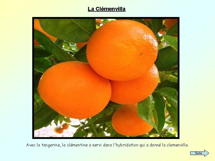 La Clémenvilla Avec la tangerine, la clémentine a servi dans l'hybridation qui a donné