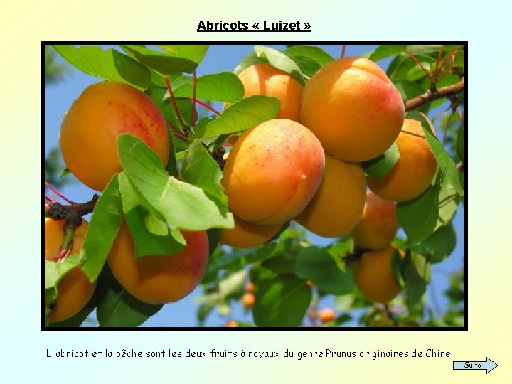 Abricots « Luizet » L'abricot et la pêche sont les deux fruits à noyaux