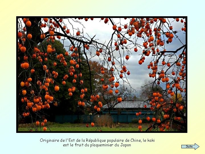 Originaire de l'Est de la République populaire de Chine, le kaki est le fruit