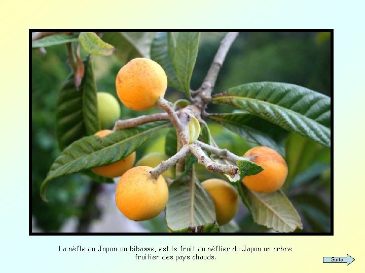 La nèfle du Japon ou bibasse, est le fruit du néflier du Japon un