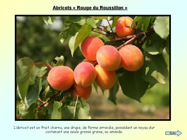Abricots « Rouge du Roussillon » L’abricot est un fruit charnu, une drupe, de