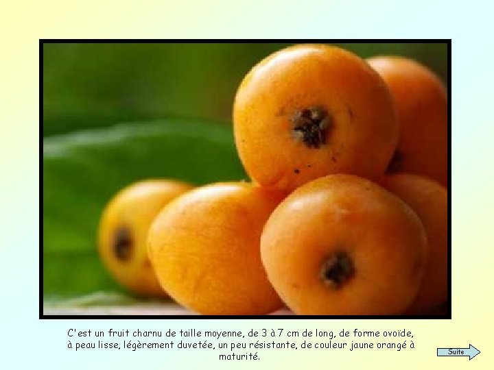 C'est un fruit charnu de taille moyenne, de 3 à 7 cm de long,